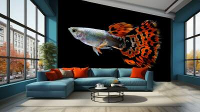 guppy fish  isolated on black Wall mural