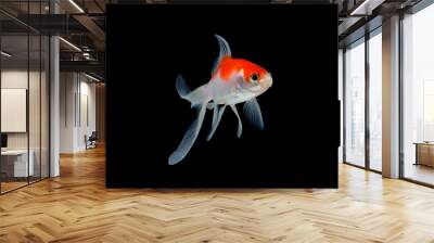 gold fish isolated on black Wall mural