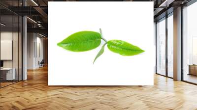 Green tea leaf isolated on white background Wall mural