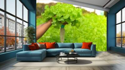 Hydroponic lettuces in hydroponic pipe. Hydroponic vegetable farm. Green natural farm. Wall mural