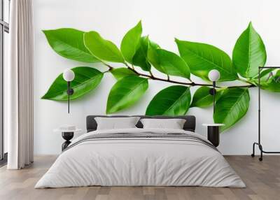 branch tree with green leaves Wall mural