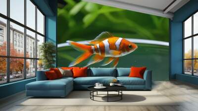 Orange and White Fish in Aquarium Wall mural