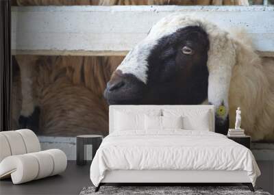 Cute Brown sheep in Farm Wall mural