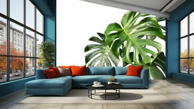 Monstera leaves on white background - isolated Wall mural