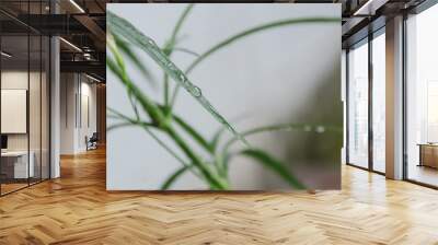 water drops on grass Wall mural