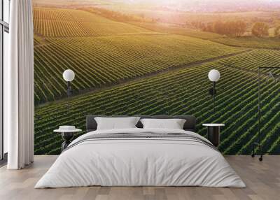 Aerial view  of a green summer vineyard at sunset Wall mural