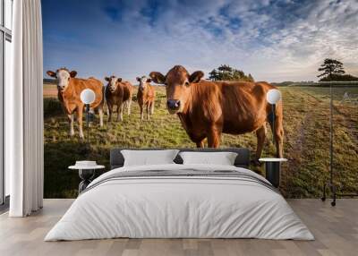 cows on pasture Wall mural