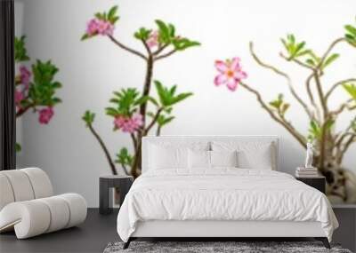 Adenium obesum flower collections isolated on white background. File contains with clipping path so easy to work. Wall mural