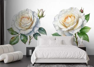 set of watercolor white rose flower clipart on transparent background Wall mural