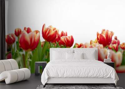 Fresh tulip flower in the garden : Isolated on white background Wall mural