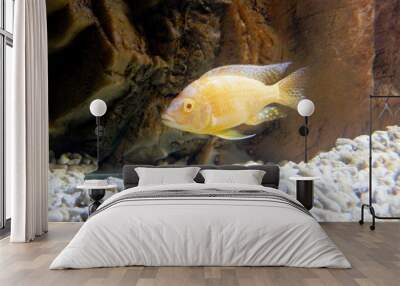 Colourful fishes Wall mural