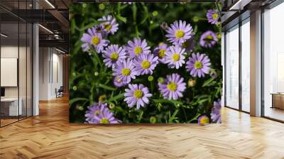 Violet Aster flowers bloom in the garden Wall mural