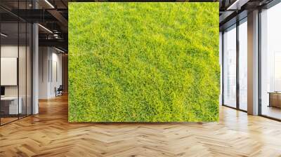 Green grass texture background	 Wall mural