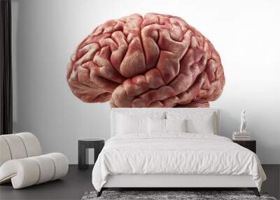 Real human brain isolated on white background. Wall mural