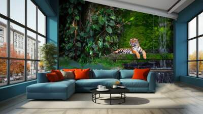 Bengal tiger resting Near the waterfall with green moss from inside the jungle zoo . Wall mural