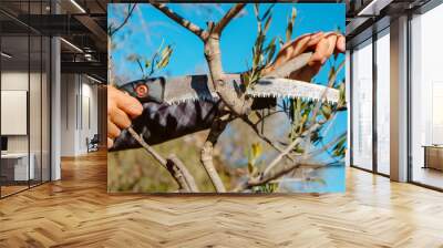 cutting a branch of an olive tree with a pruning saw Wall mural