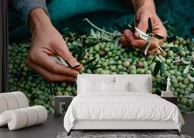 man removing some leaves from a pile of olives Wall mural