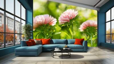 aster flowers on green background Wall mural