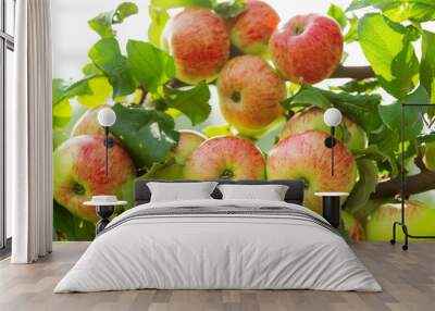 branch of ripe apples on a tree Wall mural