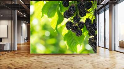 branch of ripe blackberries in a garden Wall mural