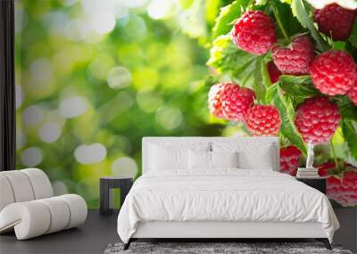 branch of ripe raspberries in a garden on green background Wall mural