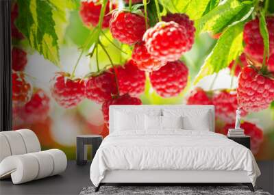 branch of ripe raspberries in a garden Wall mural