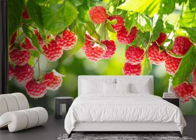 Branch of ripe raspberries in a garden Wall mural