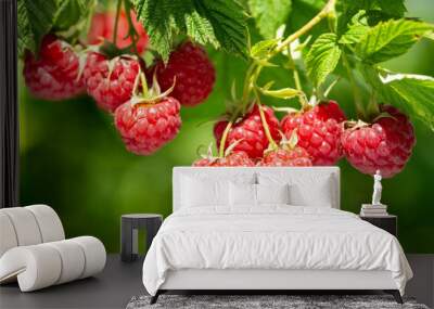 branch of ripe raspberries in a garden Wall mural