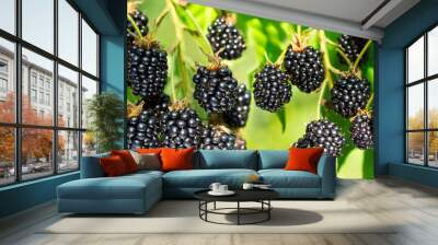 close up of ripe blackberry in a garden Wall mural