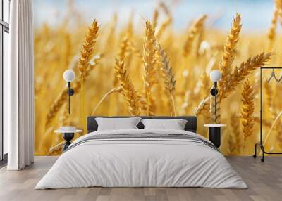 Close up of wheat ears. Field of wheat in a summer day Wall mural