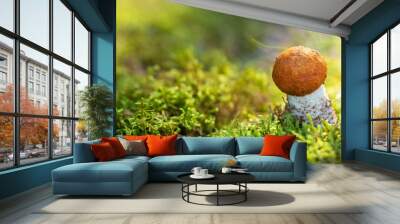 edible mushrooms in a forest on green background Wall mural