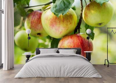 fresh ripe apples on a tree Wall mural