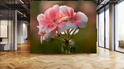 geranium flowers in a garden Wall mural