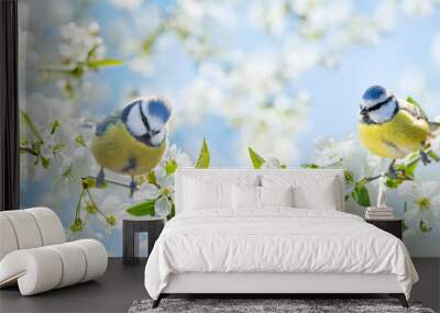 little birds perching on branch of blossom cherry tree. the blue tit. spring time Wall mural