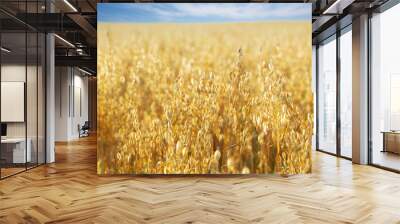 Ripe ears of oats in a field Wall mural