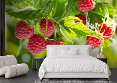 ripe raspberries in a garden Wall mural