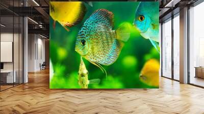 tropical fishes Wall mural