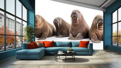 Group of Walrus isolated on white background. Wall mural