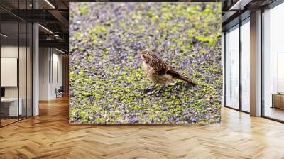 small brown bird Wall mural