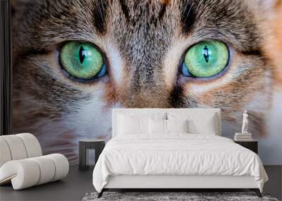 Cat Eyes Wall mural