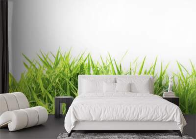 Grass isolated on white background Wall mural