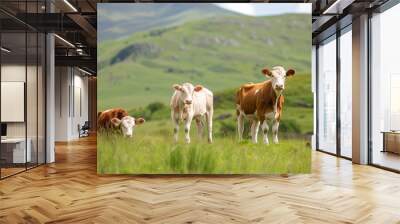 Ireland cattle farm with cow family portrait  Wall mural