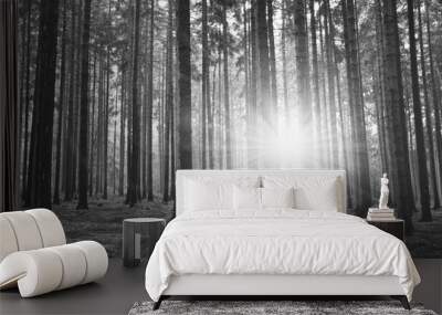 Black and white photography of forest Wall mural