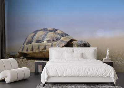 Testudo hermanni tortoiseon a white isolated background beach Wall mural