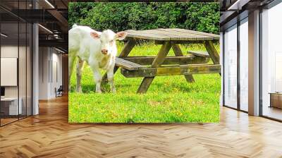 Calf in the meadow Wall mural