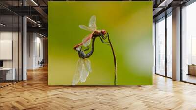 Dragonflies mating Wall mural