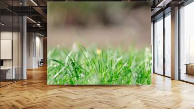 Perfect green background by the fresh grass.Soft focus and blurred background Wall mural