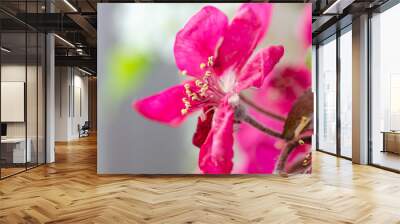 Spring flowers macro view. Shallow deep focus Wall mural