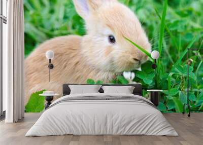 Little rabbit in green grass Wall mural