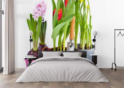 Spring hyacinth, tulips, narcissus flowers and gardening tools on white background. Gardening concept Wall mural